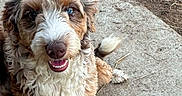 Saige joined the competition — help win amazing prizes! dog, puppy, curly_coat, fluffy, brown_and_white, sitting, smiling, open_mouth, outdoor, sidewalk, concrete, ground, soil, yard, portrait, pet, companion_animal, happy, looking_at_camera, full_body