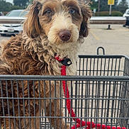 Saige is registered to the contest to win money with this photo: dog, puppy, curly_fur, fluffy, brown_and_white, pet, shopping_cart, red_leash, collar, outdoor, parking_lot, cars, trees, sky, portrait, close_up, sitting, looking_at_camera, cute, companion_animal