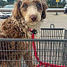 dog, puppy, curly_fur, fluffy, brown_and_white, pet, shopping_cart, red_leash, collar, outdoor, parking_lot, cars, trees, sky, portrait, close_up, sitting, looking_at_camera, cute, companion_animal