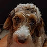Saige is registered to the contest to win money with this photo: dog, puppy, curly_hair, fluffy, brown_and_white, close_up, portrait, pet, canine, nose, eyes, ears, fur, indoor, dark_background, warm_lighting, sitting, being_held, adorable, companion