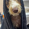 Saige is registered to the contest to win money with this photo: dog, pet, animal, portrait, close_up, wet_fur, towel, wrapped, brown_fur, white_fur, black_fur, long_hair, floppy_ears, large_nose, brown_eyes, staring, bathroom, indoor, funny, freshly_bathed