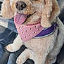 animal, bandana, bee_pattern, bow, car_seat, close_up, companion, cute, dog, domestic_animal, ears, fluffy, fur, happy, leather, pet, pink, sitting, smiling, tongue_out