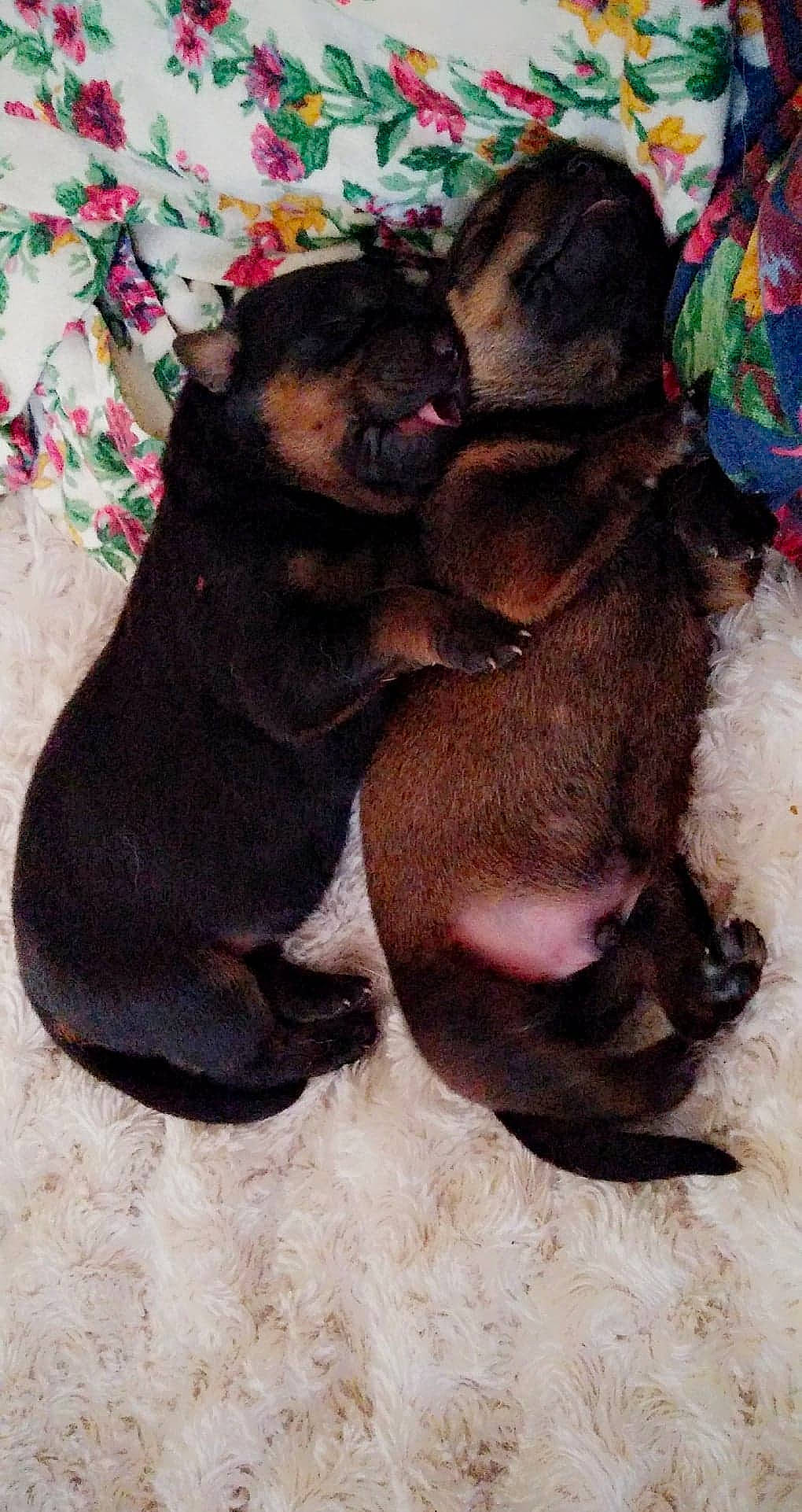 Teddy joined the competition — help win amazing prizes! canidae, carnivore, comfort, companion_dog, dog, dog_breed, fur, linens, liver, nap, non_sporting_group, paw, puppy_love, sleep, snout, sporting_group, tongue, working_animal, working_dog