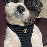 Major is registered to the contest to win money with this photo: dog, pet, black_and_white, fur, close_up, harness, cute, animal, portrait, indoor, canine, fluffy, face, whiskers, small_dog, looking, adorable, domestic_animal, companion, friendly