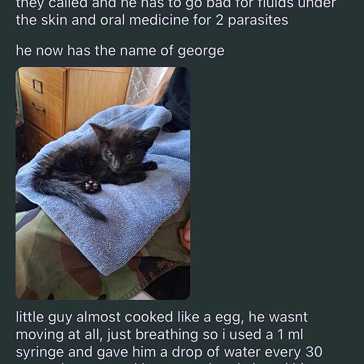 George is registered to the contest to win money with this photo: animal, black_cat, blue, cozy, cute, domestic_animal, eyes, fabric, fur, indoor, kitten, paw, pet, resting, sleepy, small, soft, towel, wooden_furniture, young