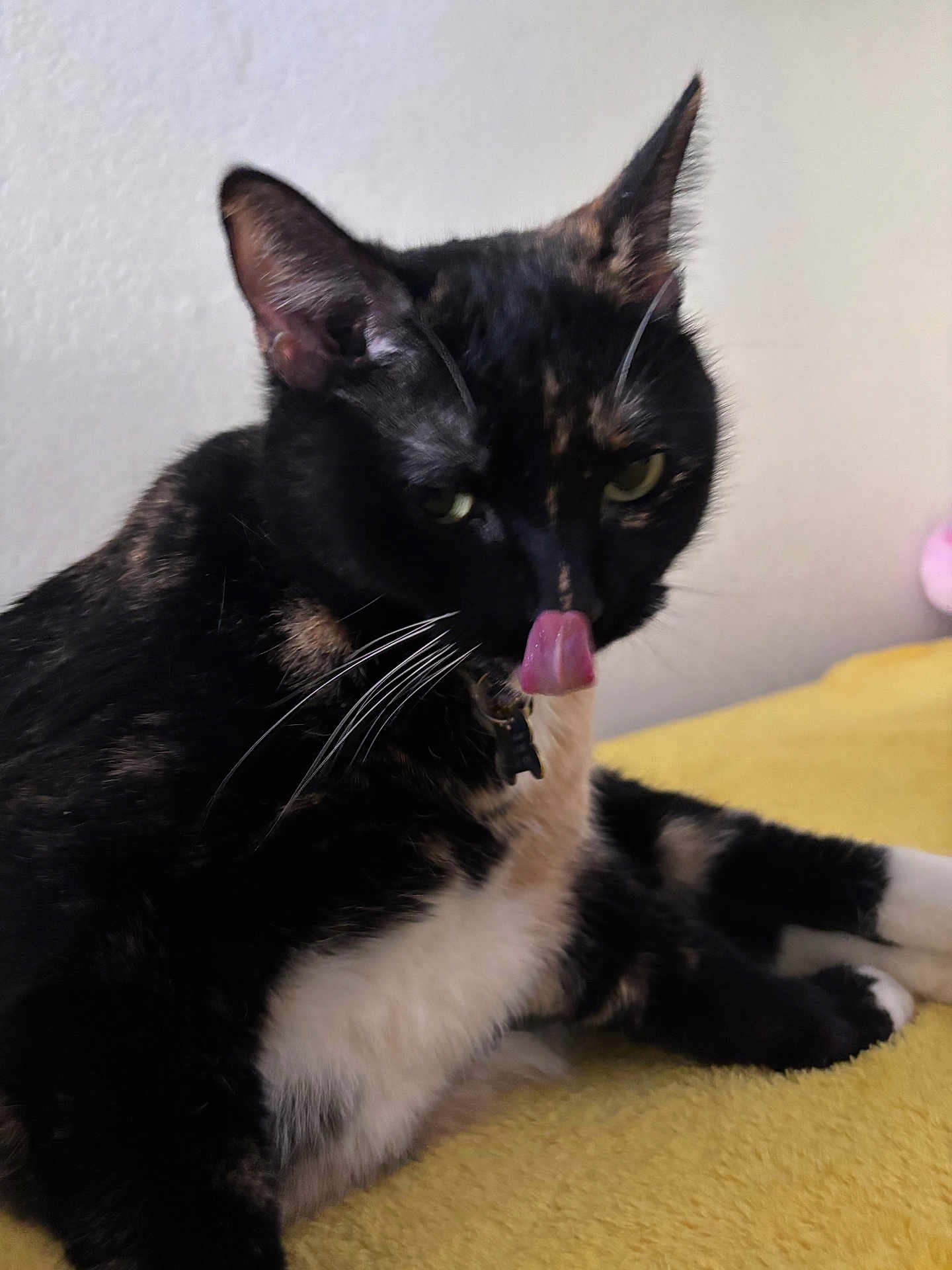 Manchas joined the competition — help win amazing prizes! cat, tortoiseshell, tongue, licking, pet, animal, feline, whiskers, ears, fur, yellow_blanket, indoor, closeup, relaxed, cute, domestic_cat, resting, soft_light, collar, pink_tongue