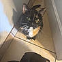 Manchas is registered to the contest to win money with this photo: cat, tortoiseshell, pet, animal, floor, tile, hallway, indoor, curious, looking_up, whiskers, ears, collar, shadow, backpack, black, brown, white, domestic, cute