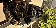 Manchas joined the competition — help win amazing prizes! cat, tortoiseshell, outdoor, plant, flowerpot, sunlight, shadow, wall, greenery, curious, pet, animal, side_view, concrete, daylight, nature, feline, whiskers, tail, pavement
