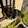 cat, tortoiseshell, outdoor, plant, flowerpot, sunlight, shadow, wall, greenery, curious, pet, animal, side_view, concrete, daylight, nature, feline, whiskers, tail, pavement