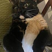 Manchas is registered to the contest to win money with this photo: cat, tortoiseshell_cat, indoor, close_up, wide_eyes, fur, whiskers, paws, cushion, green_cushion, chair, wooden_chair, relaxed, alert, pet, animal, feline, lying_down, domestic_cat, curled_paws