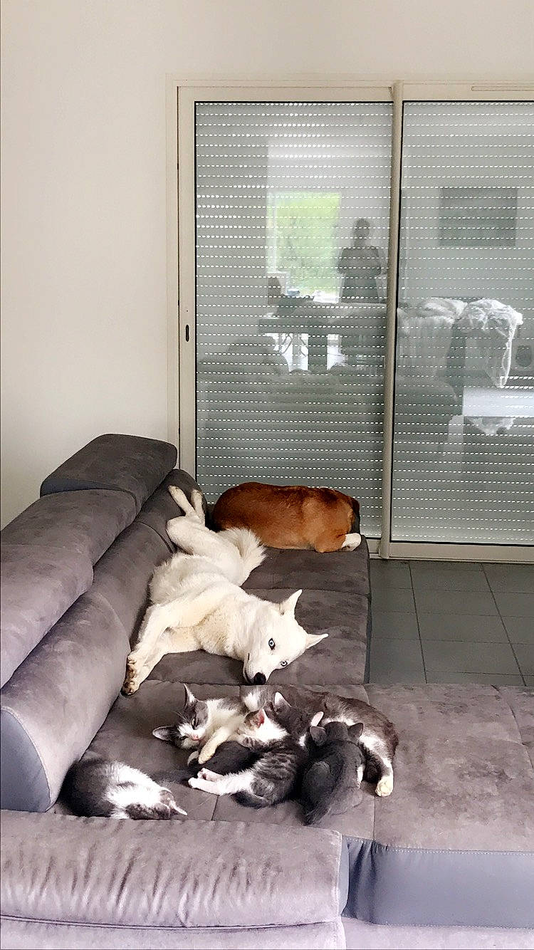 Irka participe au concours pour gagner de l'argent avec cette photo : canidae, carnivore, companion_dog, dog, furniture, room