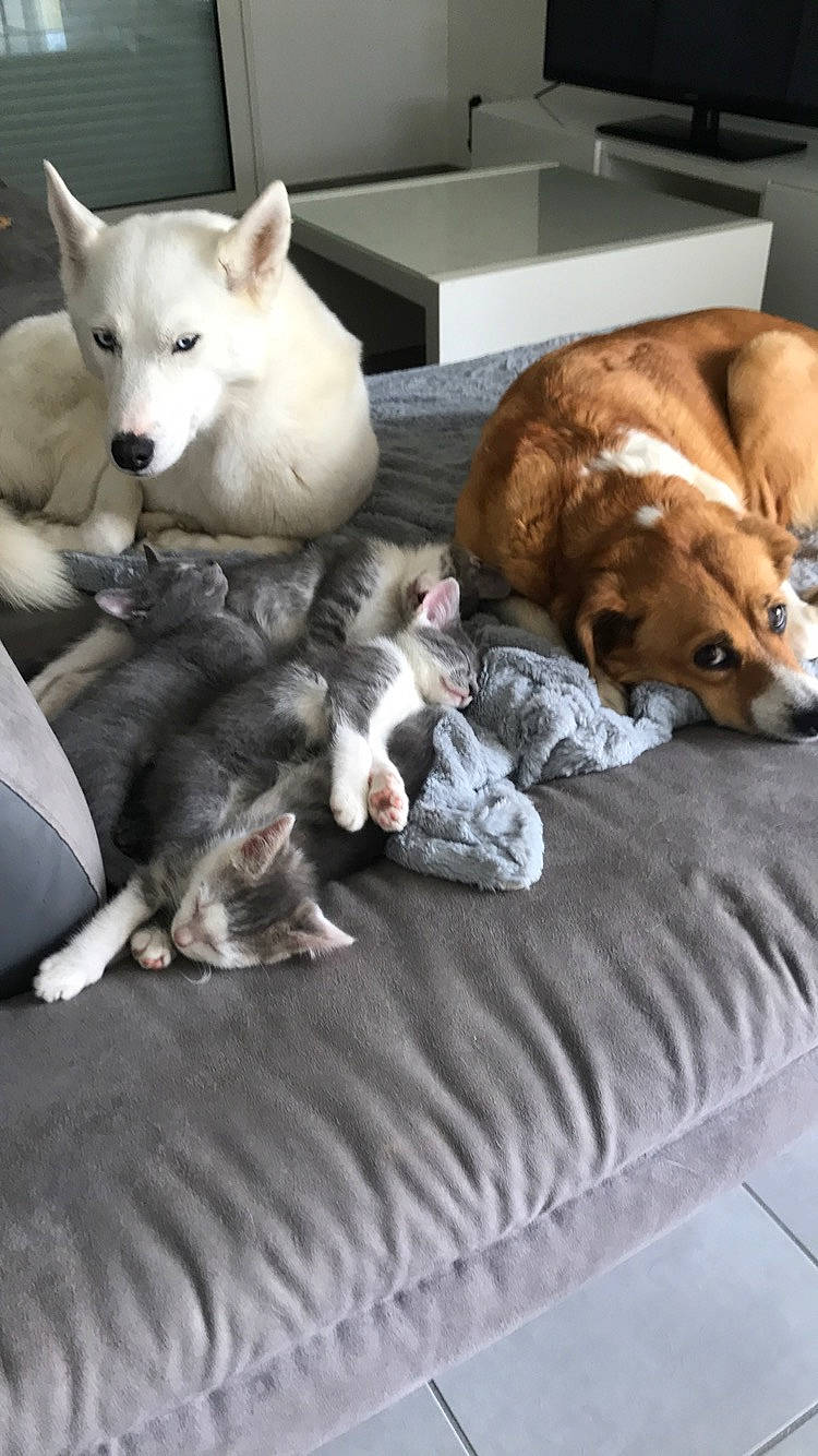 Irka participe au concours pour gagner de l'argent avec cette photo : akita, akita_inu, ancient_dog_breeds, canidae, carnivore, companion_dog, dog, dog_breed, kishu, korean_jindo_dog, labrador_husky, mammal, non_sporting_group, pembroke_welsh_corgi, shiba_inu, shikoku, sporting_group, vertebrate, welsh_corgi, wolfdog