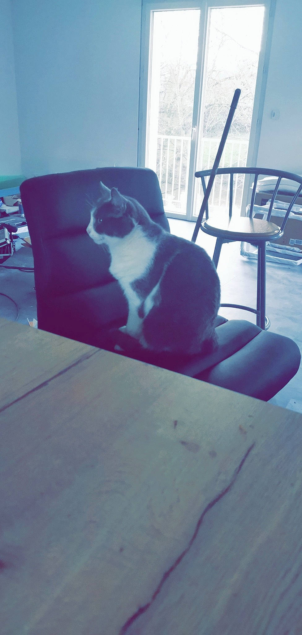 Mia a rejoint le concours — aidez-le/la à gagner de superbes lots ! blue, canidae, carnivore, cat, chair, couch, felidae, floor, flooring, furniture, interior_design, kitten, leg, pink, sitting, small_to_medium_sized_cats, table, tail, whiskers