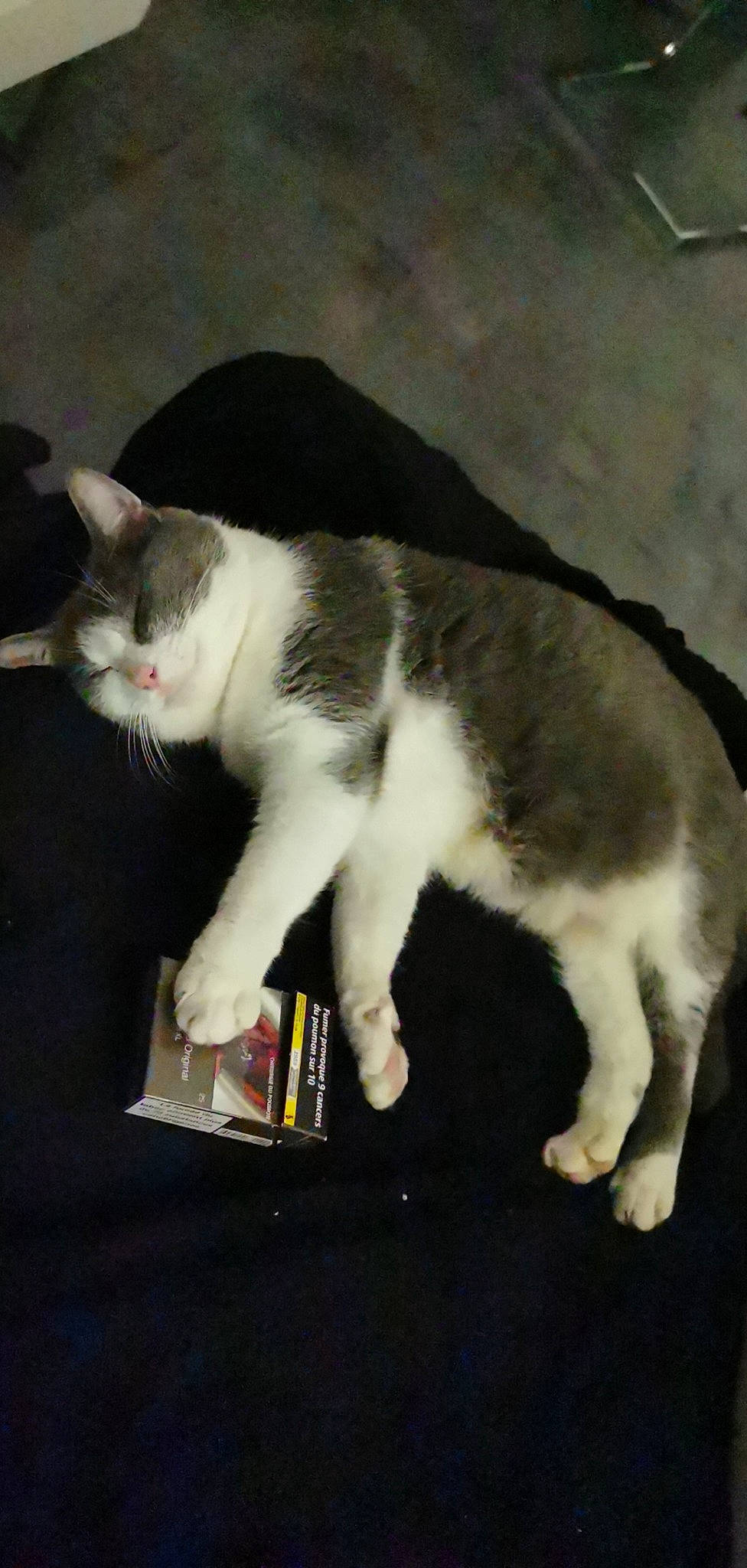 Mia a rejoint le concours — aidez-le/la à gagner de superbes lots ! american_wirehair, carnivore, cat, domestic_short_haired_cat, european_shorthair, felidae, mammal, polydactyl_cat, small_to_medium_sized_cats, tail, whiskers