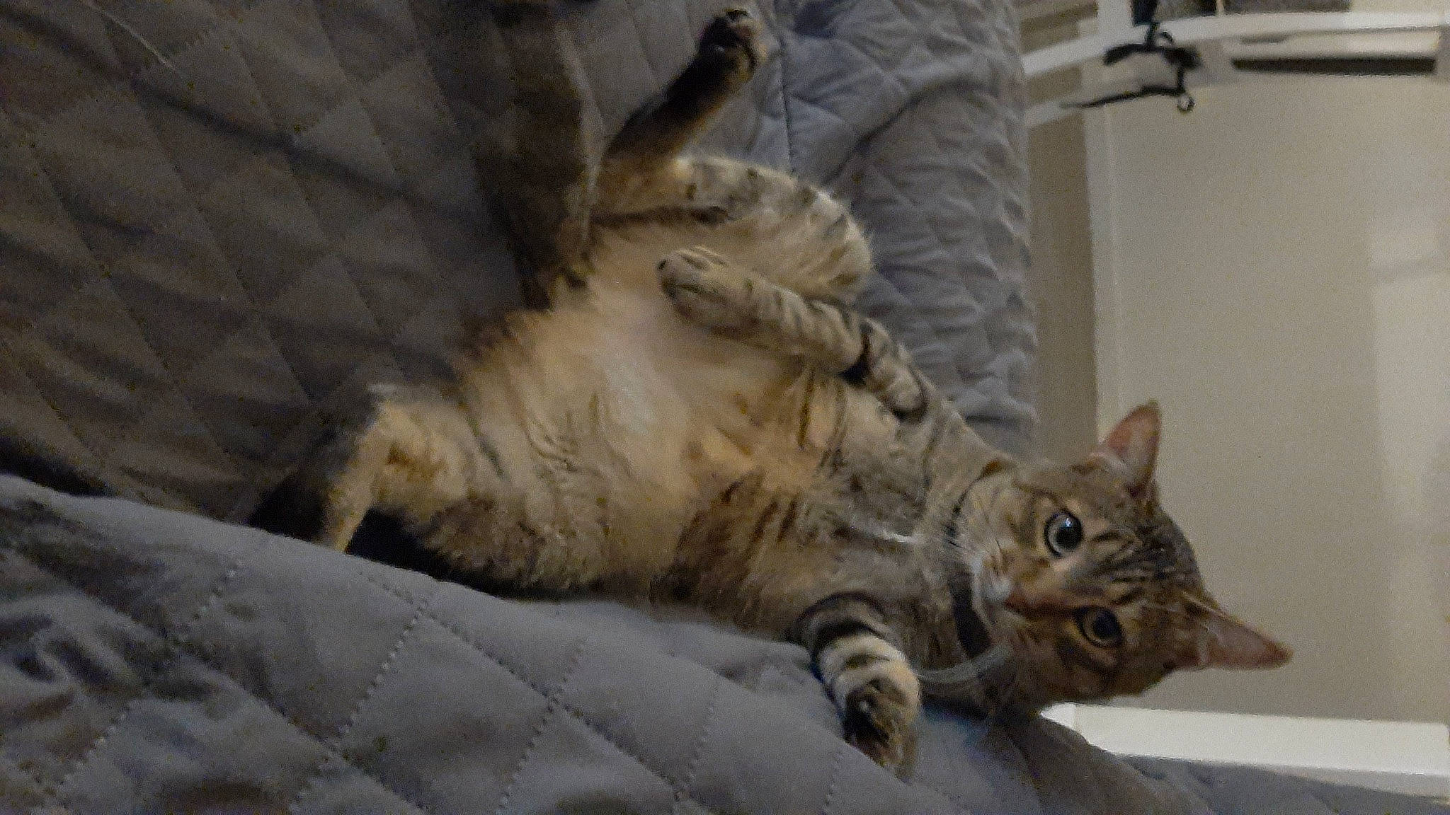 Audi participe au concours pour gagner de l'argent avec cette photo : carnivore, cat, claw, comfort, domestic_short_haired_cat, felidae, fur, paw, small_to_medium_sized_cats, snout, tail, terrestrial_animal, whiskers