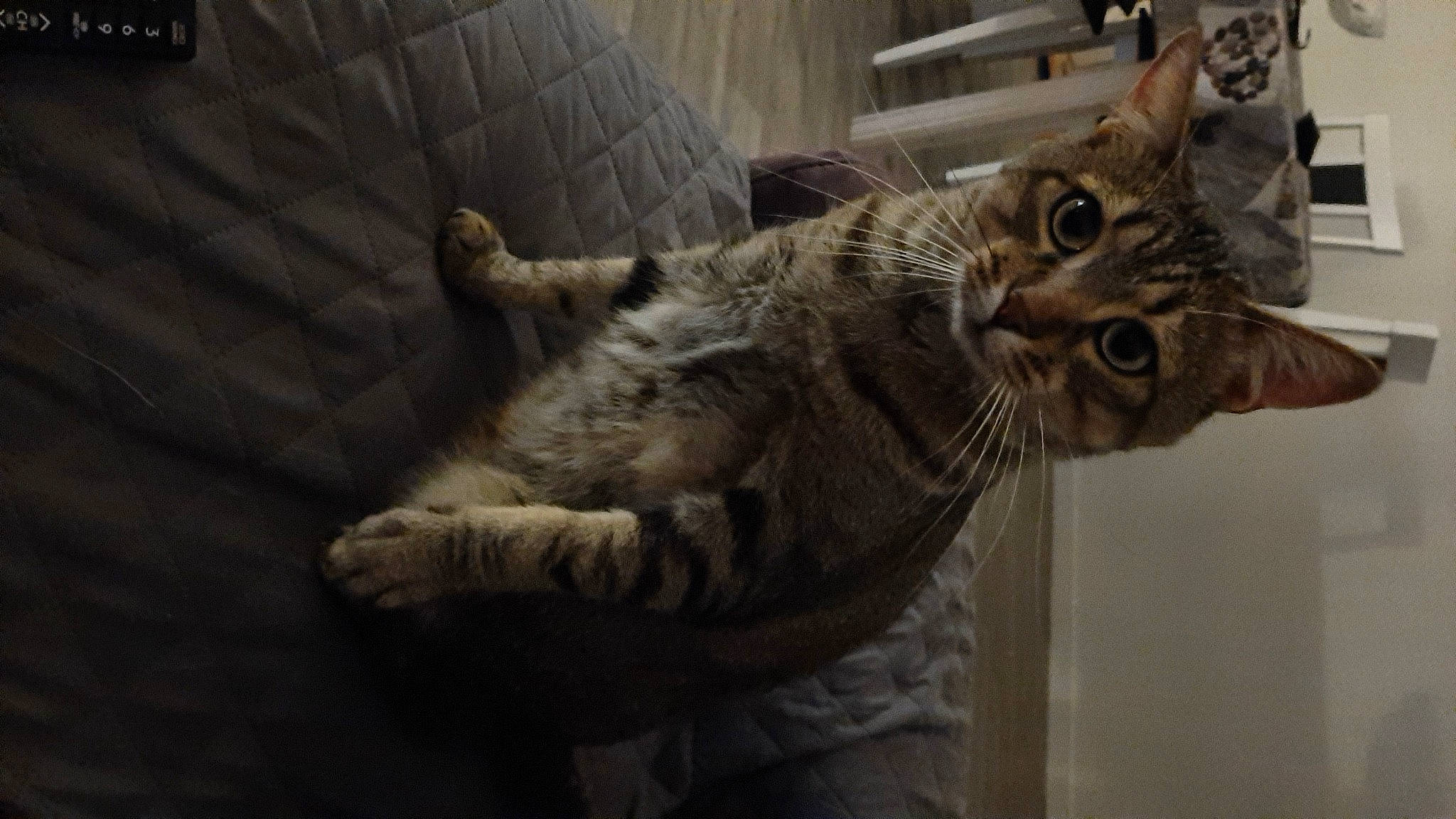 Audi a rejoint le concours — aidez-le/la à gagner de superbes lots ! carnivore, cat, cat_supply, claw, comfort, domestic_short_haired_cat, felidae, fur, paw, small_to_medium_sized_cats, snout, tail, terrestrial_animal, whiskers, wildlife