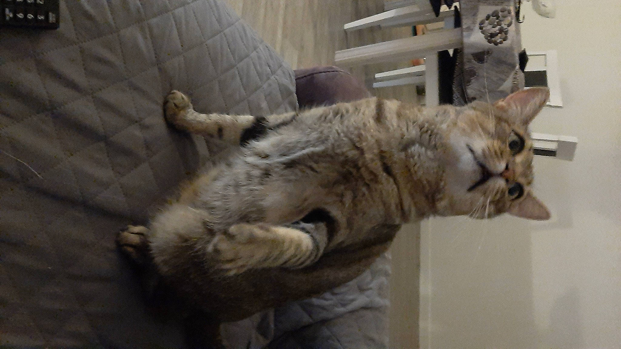 Audi a rejoint le concours — aidez-le/la à gagner de superbes lots ! carnivore, cat, claw, comfort, couch, domestic_short_haired_cat, felidae, fur, nap, paw, small_to_medium_sized_cats, tail, terrestrial_animal, whiskers, wood