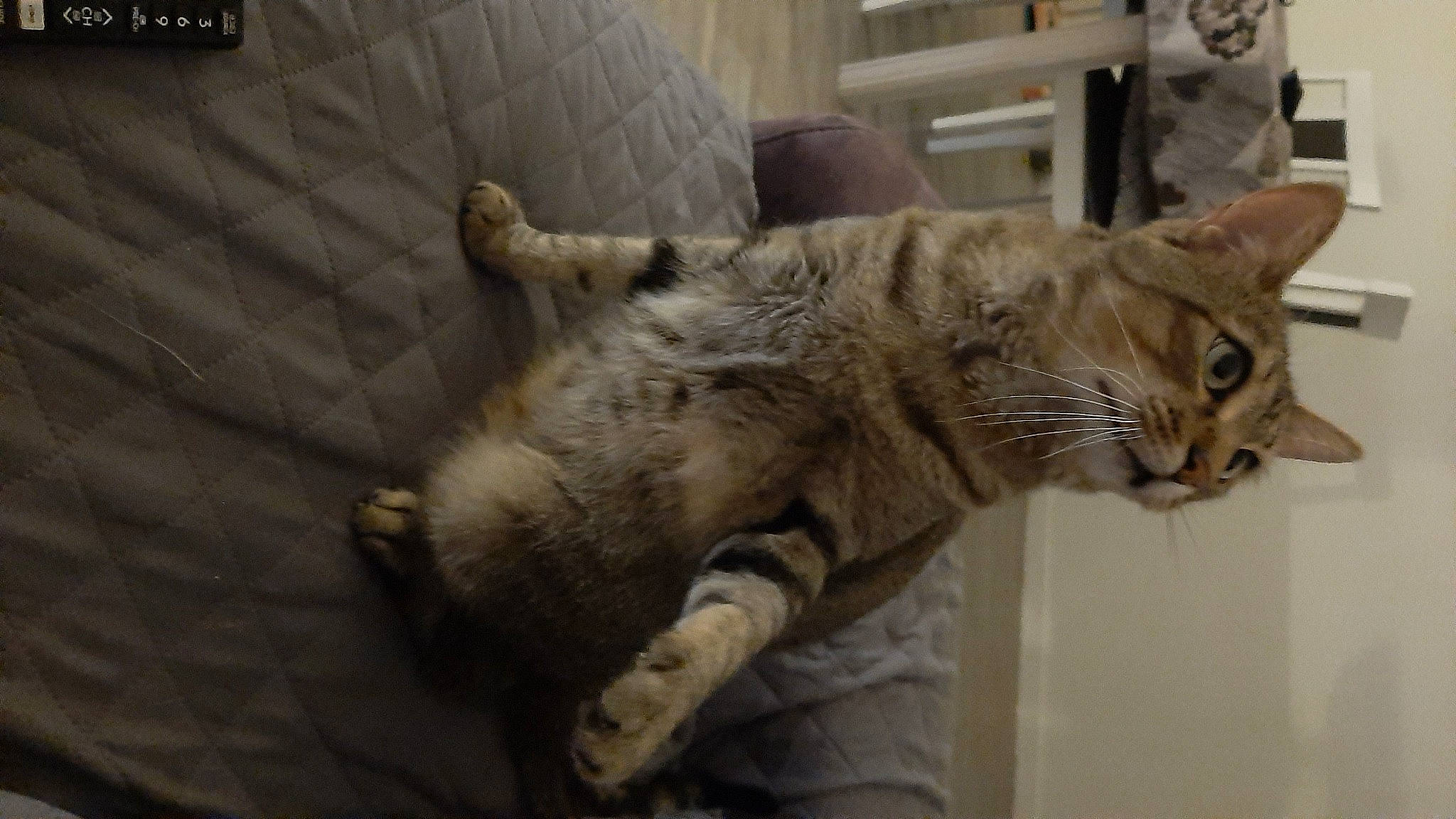 Audi participe au concours pour gagner de l'argent avec cette photo : carnivore, cat, claw, comfort, domestic_short_haired_cat, felidae, fur, paw, small_to_medium_sized_cats, snout, tail, terrestrial_animal, tree, whiskers, wood