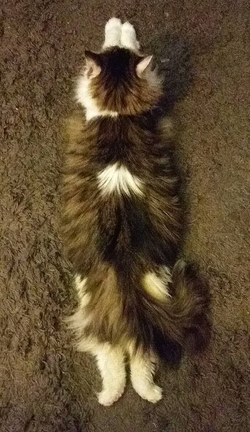 Poof is registered to the contest to win money with this photo: canidae, carnivore, cat, dog_breed, fawn, feather, felidae, fur, maine_coon, paw, shadow, small_to_medium_sized_cats, snout, soil, tail, terrestrial_animal, tree, whiskers, wildlife, wood