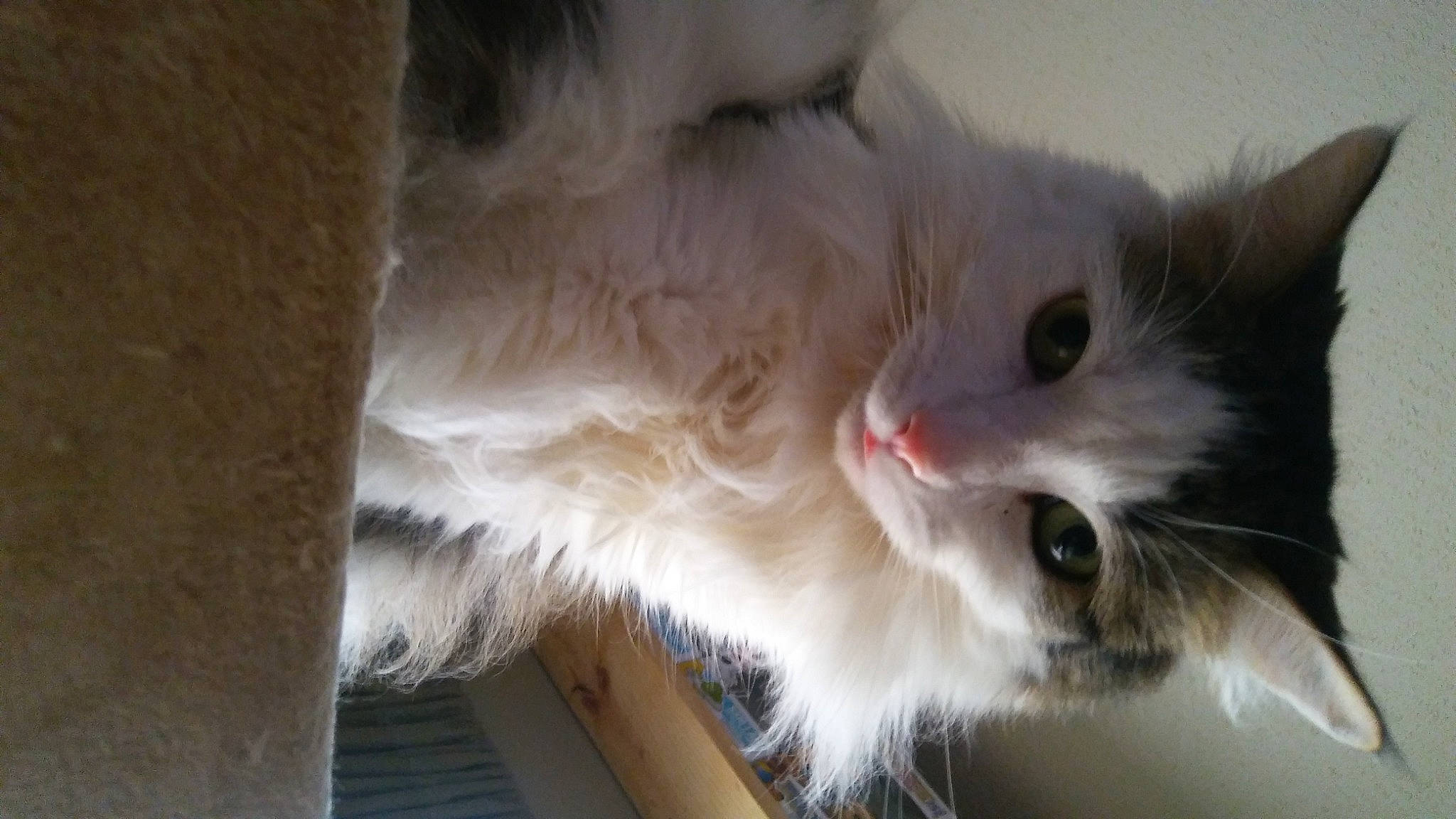 Poof is registered to the contest to win money with this photo: box, carnivore, cat, domestic_short_haired_cat, felidae, fur, paw, small_to_medium_sized_cats, snout, whiskers