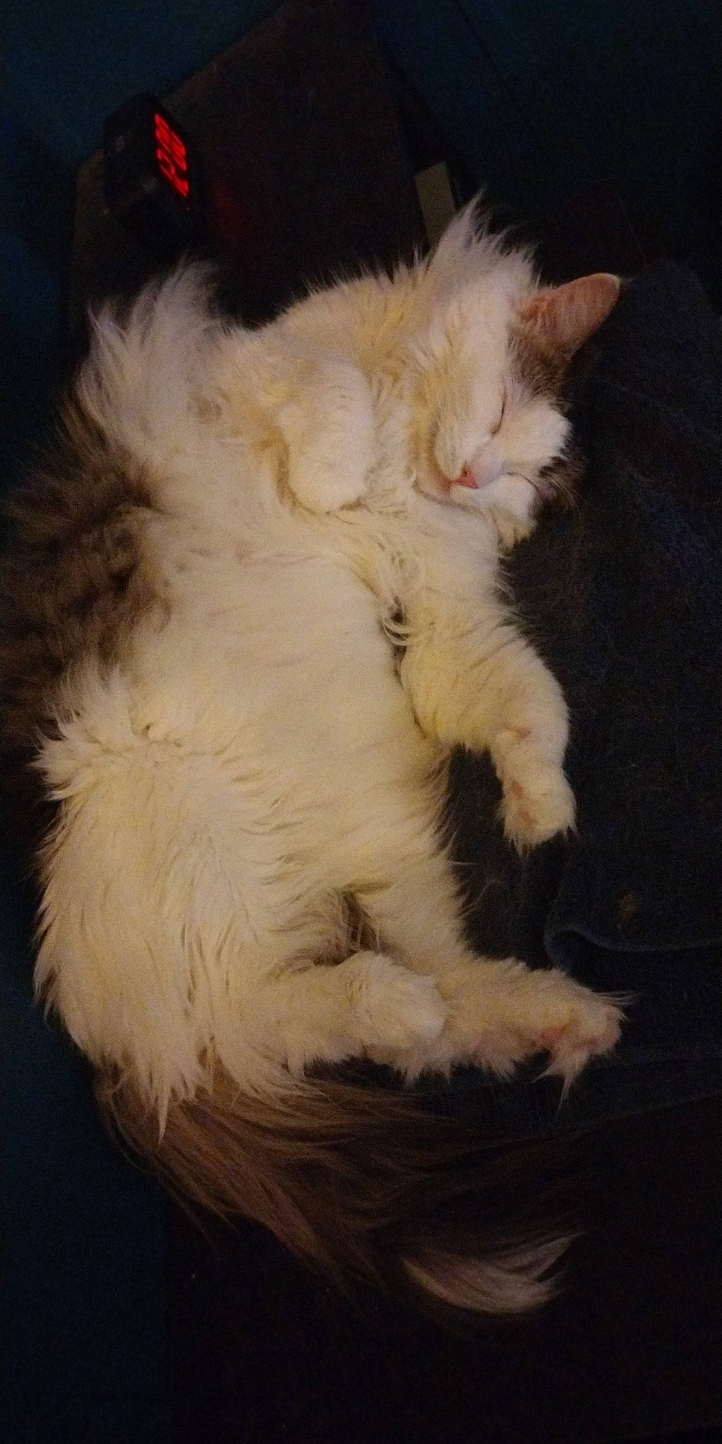 Poof is registered to the contest to win money with this photo: carnivore, cat, claw, comfort, fawn, felidae, foot, fur, laperm, paw, ragdoll, small_to_medium_sized_cats, snout, tail, whiskers