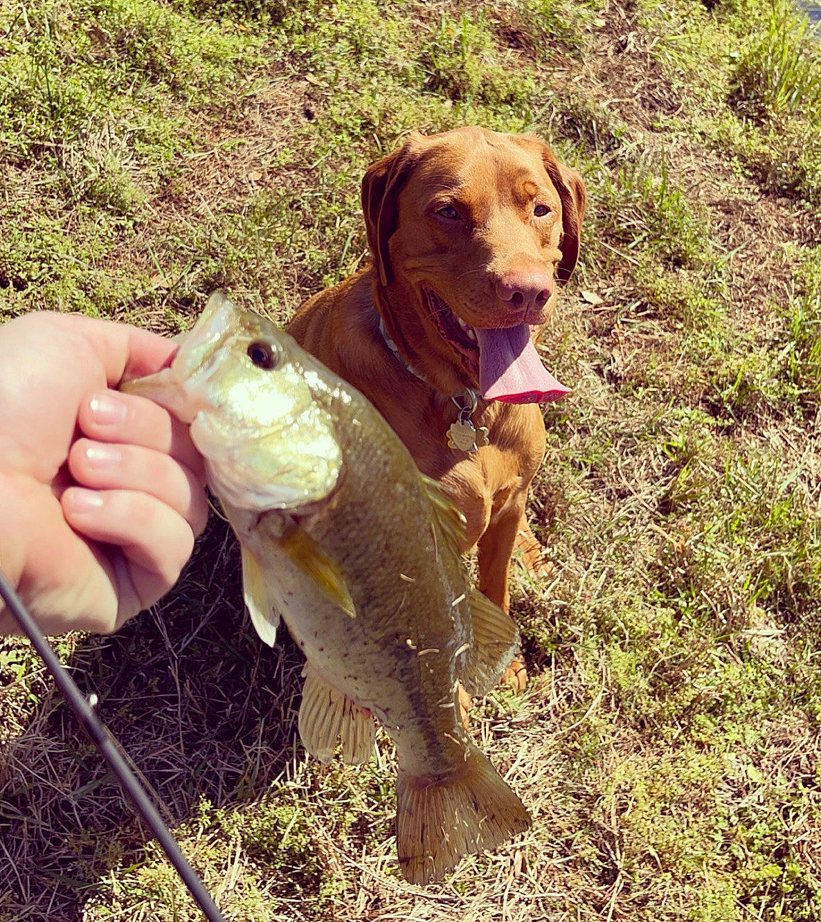 Chevy joined the competition — help win amazing prizes! canidae, carnivore, collar, companion_dog, dog, dog_breed, dog_hiking, fawn, fish, grass, gun_dog, hound, liver, people_in_nature, plant, soil, sporting_group, tail, terrestrial_animal, working_animal