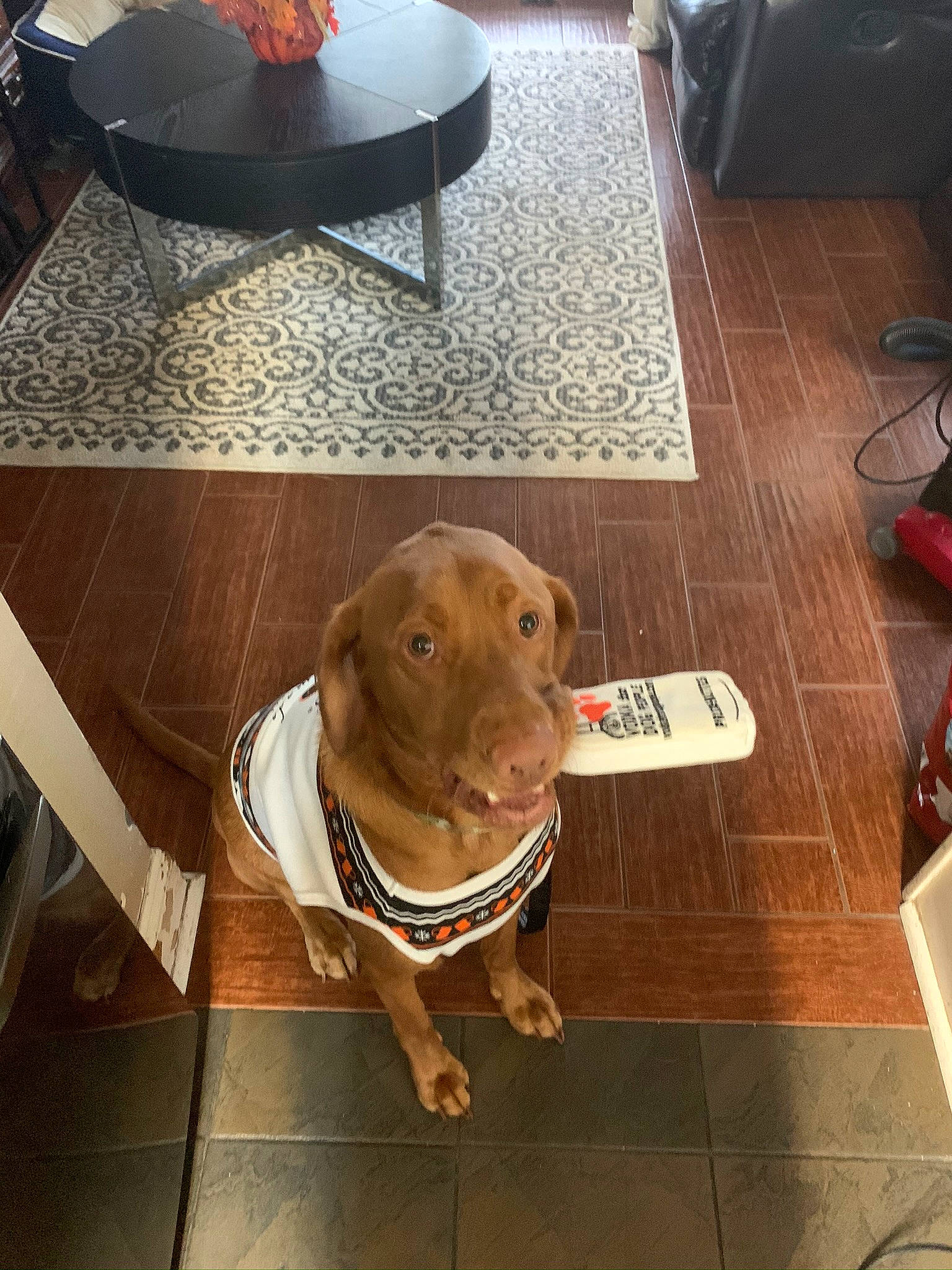 Chevy is registered to the contest to win money with this photo: carnivore, collar, companion_dog, dog, dog_breed, dog_collar, fawn, floor, flooring, furniture, hardwood, liver, pet_supply, rectangle, snout, table, varnish, wood, wood_stain, working_animal