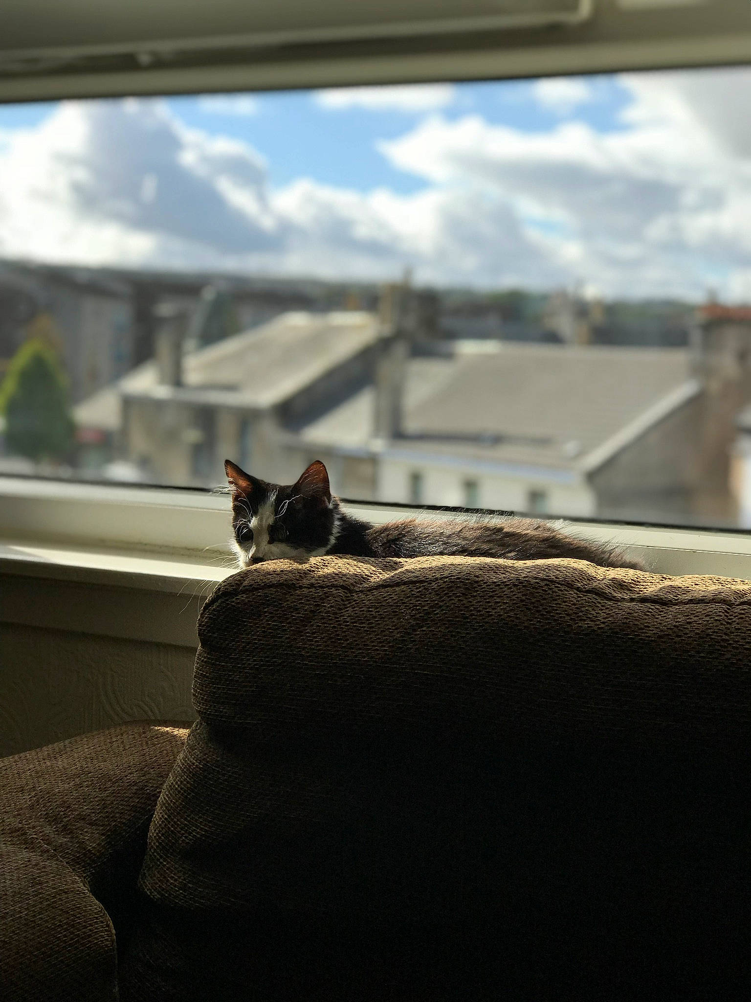 Adore is registered to the contest to win money with this photo: building, carnivore, cat, cloud, comfort, couch, felidae, grey, house, interior_design, plant, room, sky, small_to_medium_sized_cats, snout, tail, tints_and_shades, whiskers, window, wood