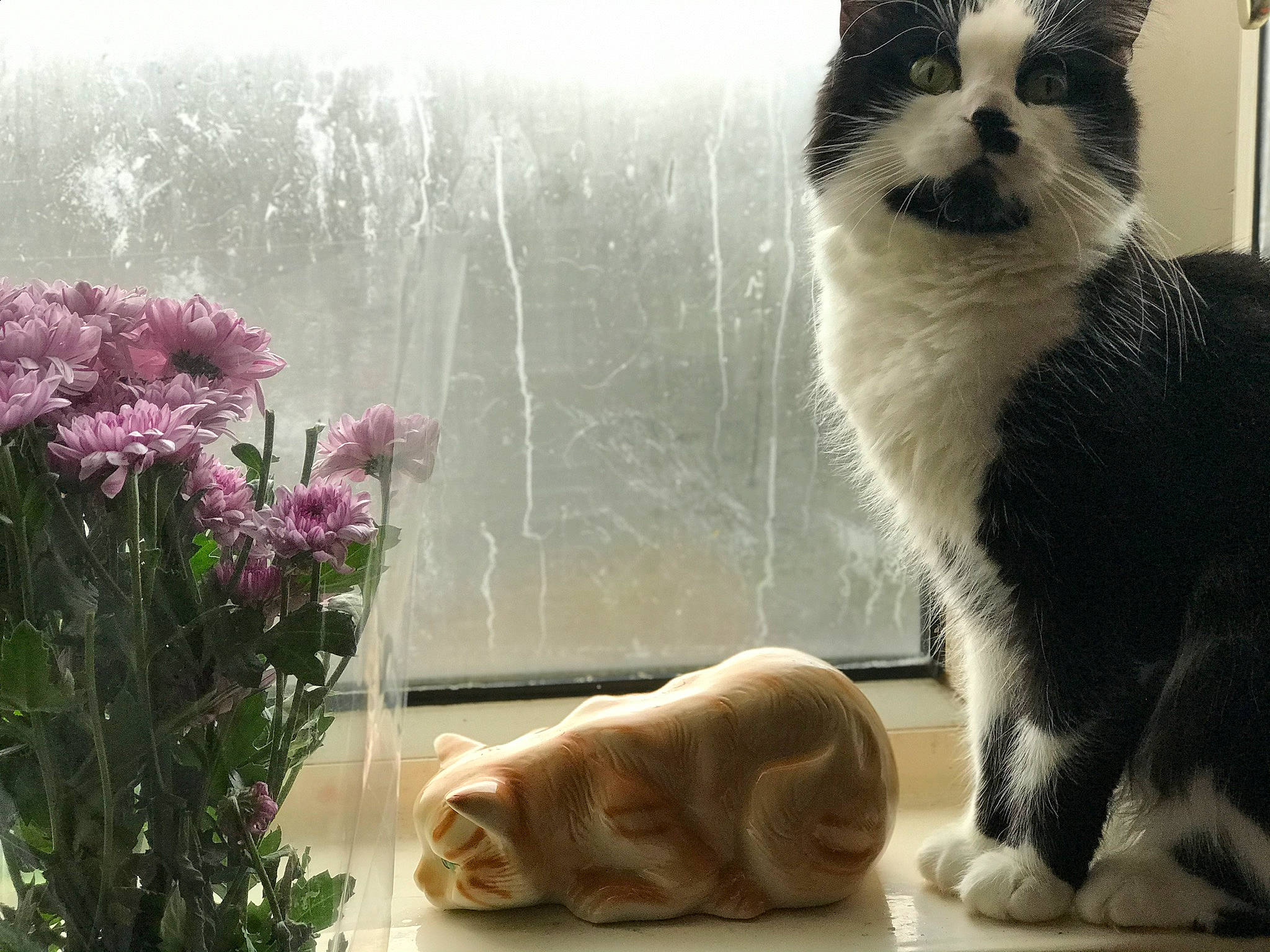 Adore is registered to the contest to win money with this photo: carnivore, cat, domestic_short_haired_cat, fawn, felidae, flower, flowerpot, fur, green, houseplant, light, organism, petal, plant, small_to_medium_sized_cats, snout, tail, tree, whiskers, window