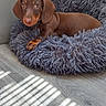 animal, brown_dog, cozy, curious, cute, dachshund, dog, flooring, fluffy_bed, indoor, looking, natural_light, pet, pet_bed, puppy, resting, shadows, sunlight, wood_floor, young_dog