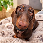 Shaïly participe au concours pour gagner de l'argent avec cette photo : animal, blanket, brown_dog, close_up, collar, couch, cozy, dachshund, dog, floppy_ears, home, indoor, long_snout, paw_prints, pet, photography, plant, portrait, sitting, wide_eyes