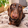 animal, blanket, brown_dog, close_up, collar, couch, cozy, dachshund, dog, floppy_ears, home, indoor, long_snout, paw_prints, pet, photography, plant, portrait, sitting, wide_eyes