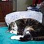 Tinky is registered to the contest to win money with this photo: animal, blanket, cat, clutter, comfort, couch, cozy, domestic, fur, furniture, home, indoor, pet, pillow, relaxing, resting, sleeping, tabby, whiskers, wooden_cabinet