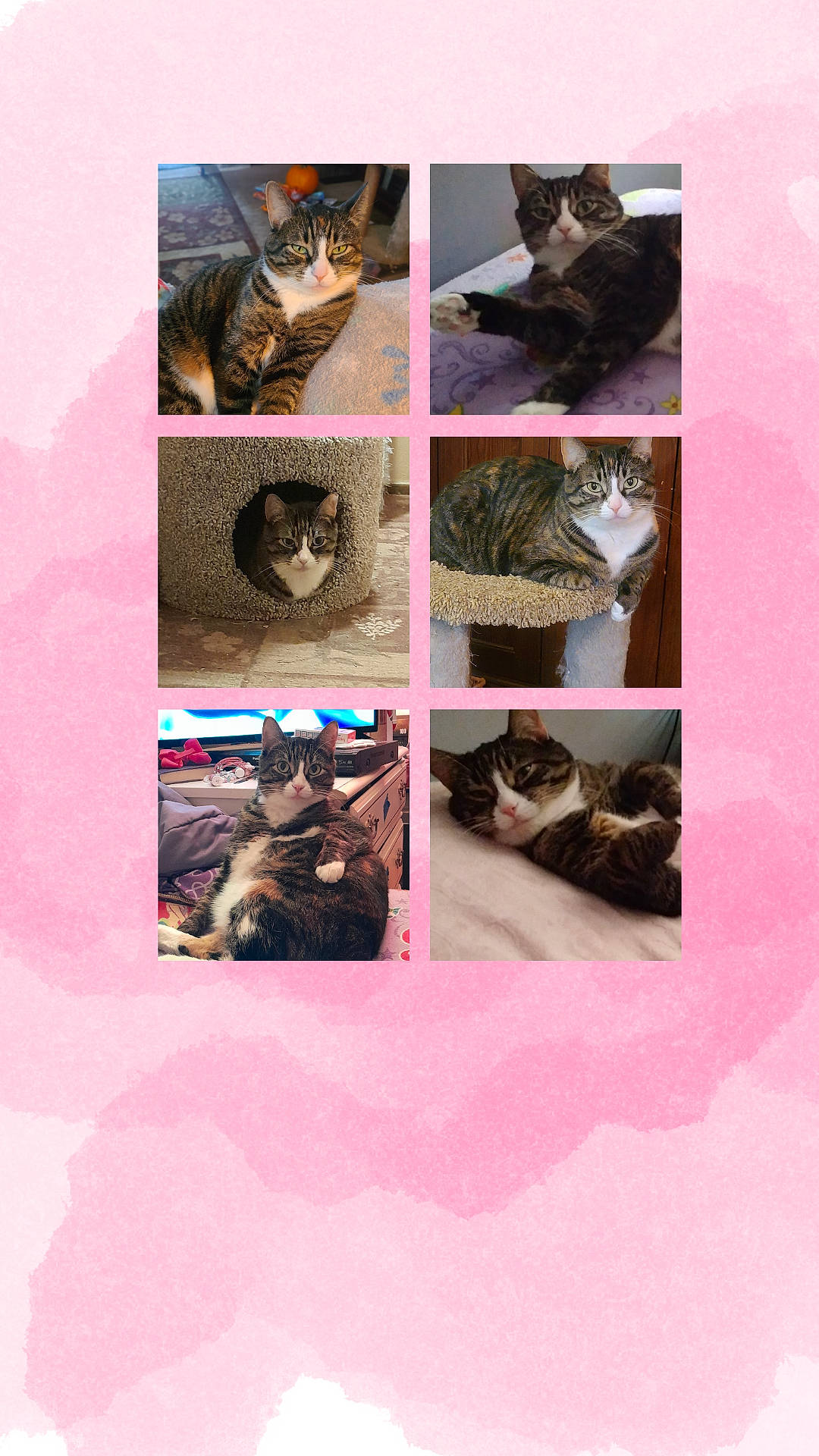 Tinky joined the competition — help win amazing prizes! animal, bed, carpet, cat, cat_condo, cozy, cute, eyes, face, feline, fur, furniture, household, indoor, paw, pet, resting, sleeping, tabby_cat, whiskers