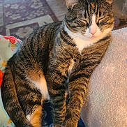 Tinky joined the competition — help win amazing prizes! animal, blanket, cat, closeup, comfort, cozy, cute, domestic, feline, fur, home, indoor, paw, pet, relaxed, resting, sleeping, soft, tabby, white_paws