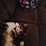 animal, blanket, brown, cat, couch, cozy, cute, domestic_animal, feline, fur, home_interior, indoor, paw, pet, relaxed, resting, sleeping, sofa, tabby_cat, whiskers