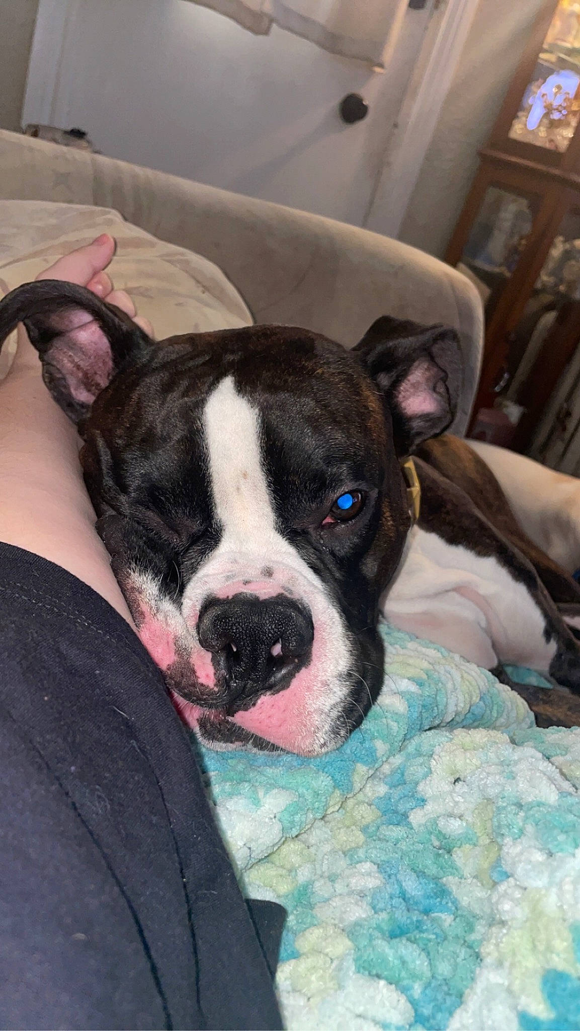 Roscoe is registered to the contest to win money with this photo: boston_terrier, canidae, carnivore, collar, comfort, companion_dog, dog, dog_breed, ear, eye, fawn, fur, head, picture_frame, snout, sporting_group, terrestrial_animal, toy_dog, whiskers, working_animal