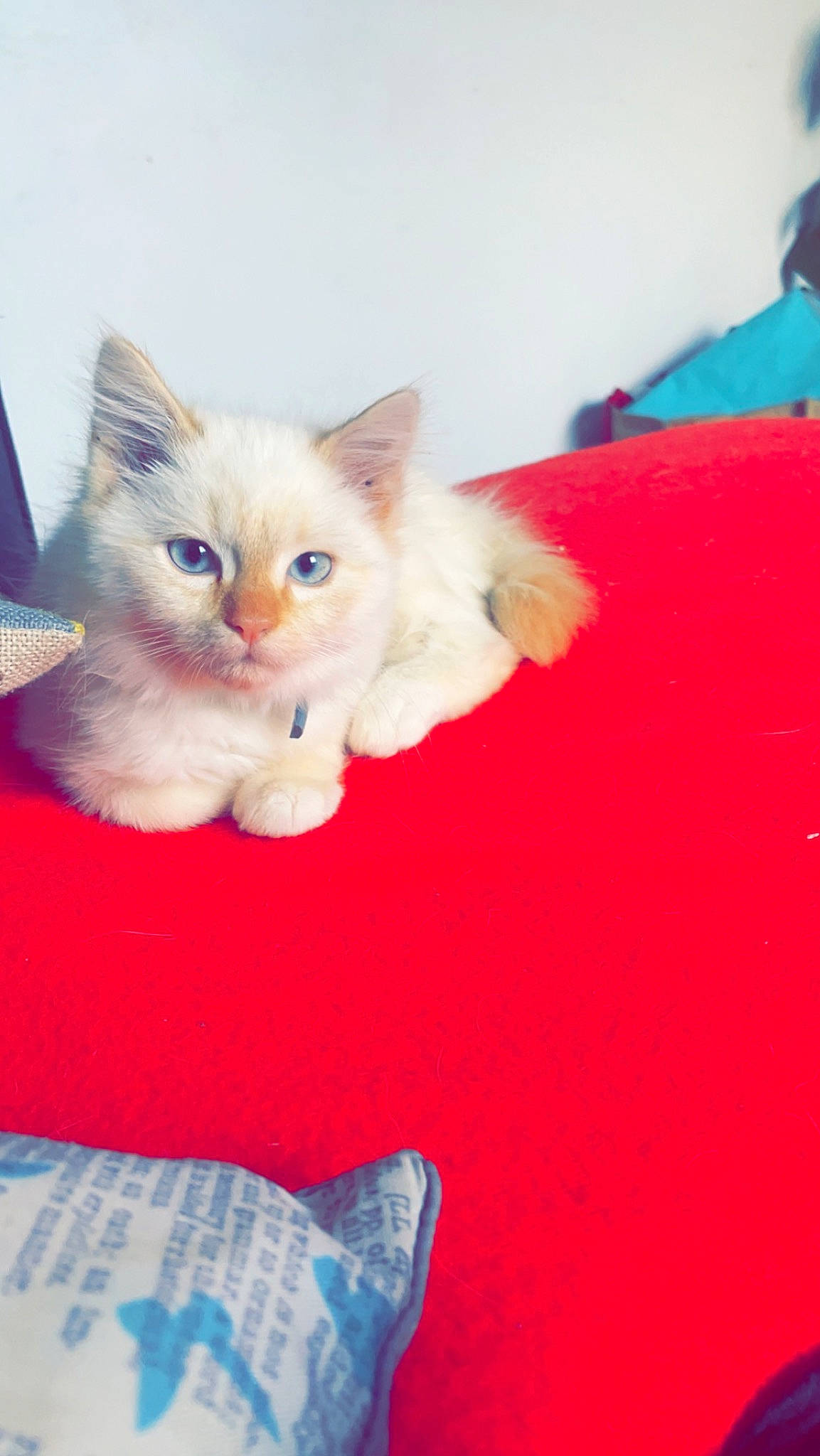 Mimine participe au concours pour gagner de l'argent avec cette photo : carnivore, cat, claw, comfort, domestic_short_haired_cat, electric_blue, fawn, felidae, fur, paw, small_to_medium_sized_cats, tail, whiskers