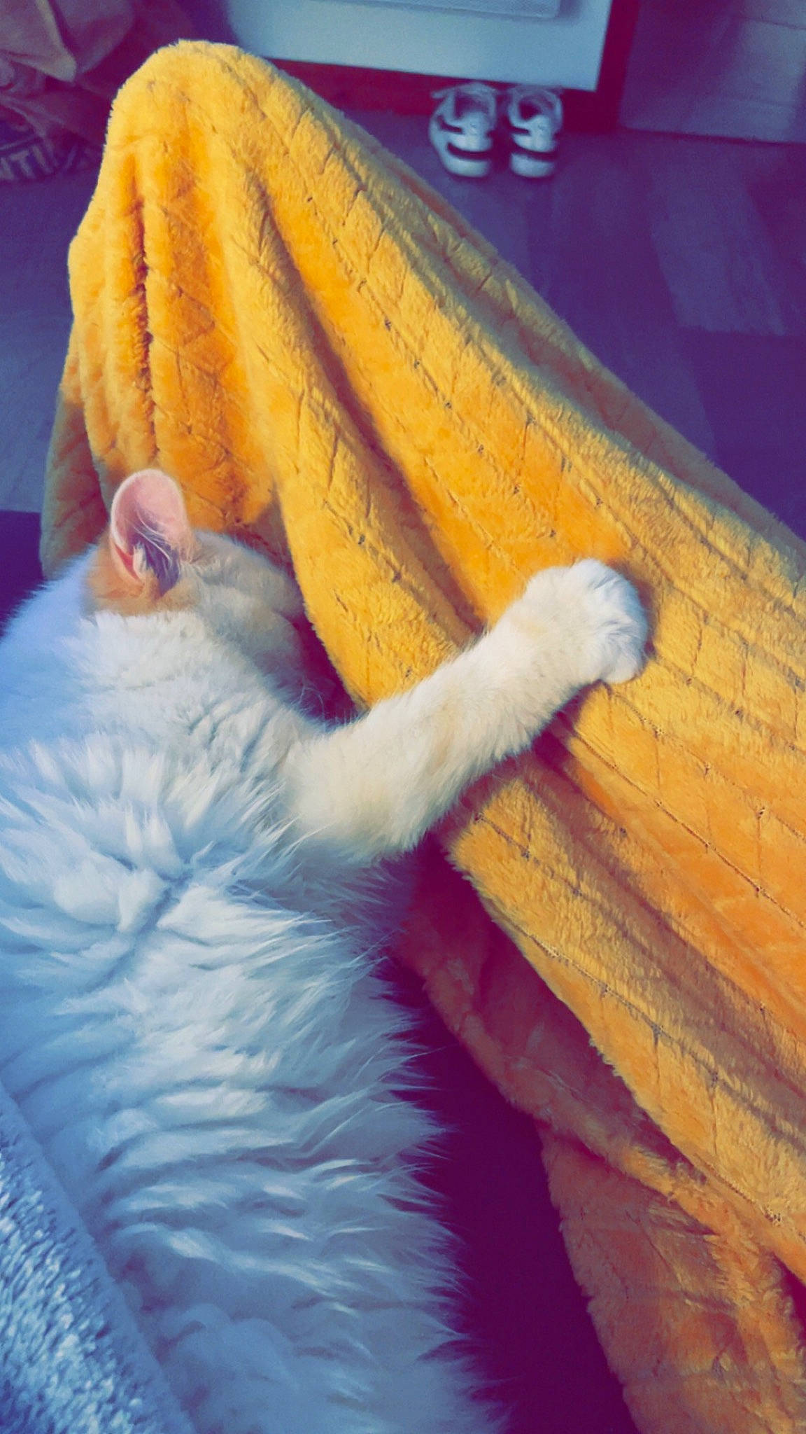 Mimine a rejoint le concours — aidez-le/la à gagner de superbes lots ! comfort, denim, elbow, electric_blue, flooring, foot, fur, gesture, hardwood, human_leg, linens, nail, thread, thumb, tints_and_shades, toe, wood, wool, woolen, wrist