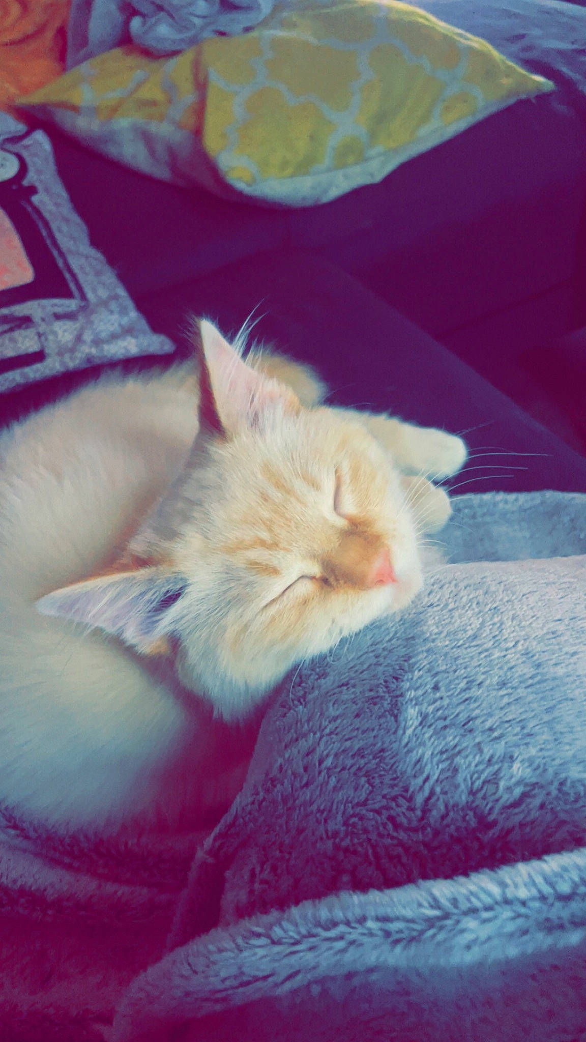 Mimine participe au concours pour gagner de l'argent avec cette photo : carnivore, cat, cloud, comfort, domestic_short_haired_cat, electric_blue, fawn, felidae, fur, human_leg, linens, nap, paw, room, sky, small_to_medium_sized_cats, snout, tail, textile, whiskers
