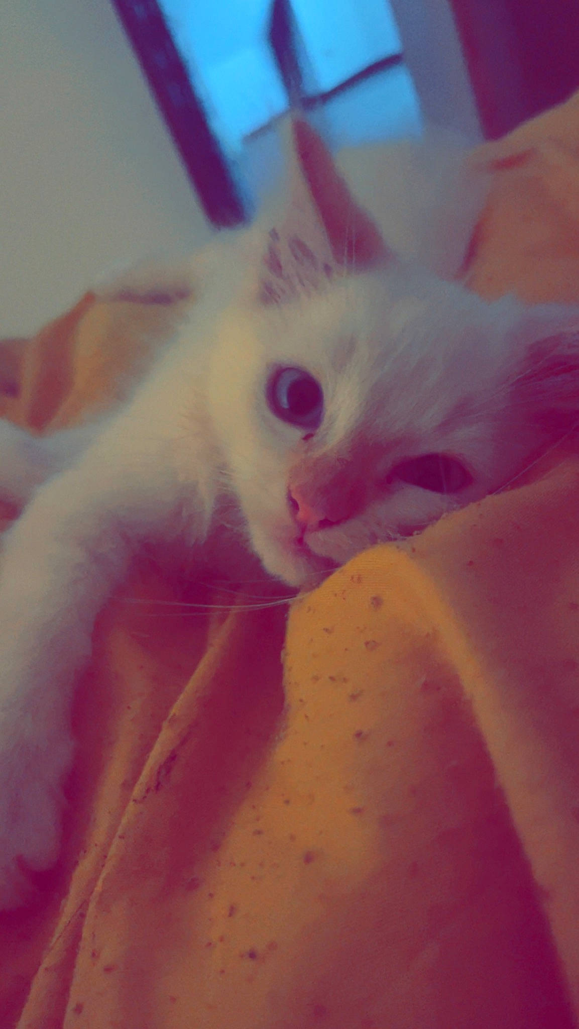 Mimine a rejoint le concours — aidez-le/la à gagner de superbes lots ! carnivore, cat, chest, close_up, ear, eye, eyelash, fawn, felidae, fur, magenta, nail, paw, peach, petal, plant, small_to_medium_sized_cats, snout, tail, whiskers