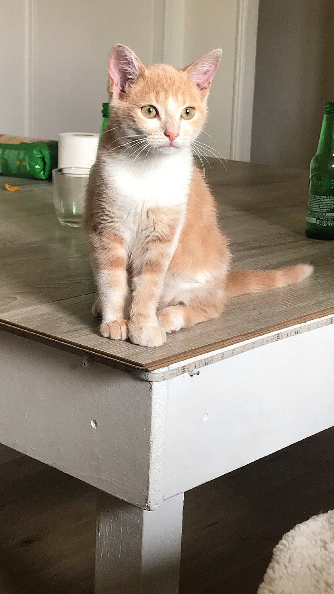 Naya a rejoint le concours — aidez-le/la à gagner de superbes lots ! aegean_cat, asian, box, burmilla, carnivore, cat, domestic_short_haired_cat, european_shorthair, fawn, felidae, kitten, mammal, ojos_azules, polydactyl_cat, small_to_medium_sized_cats, tabby_cat, turkish_angora, turkish_van, whiskers