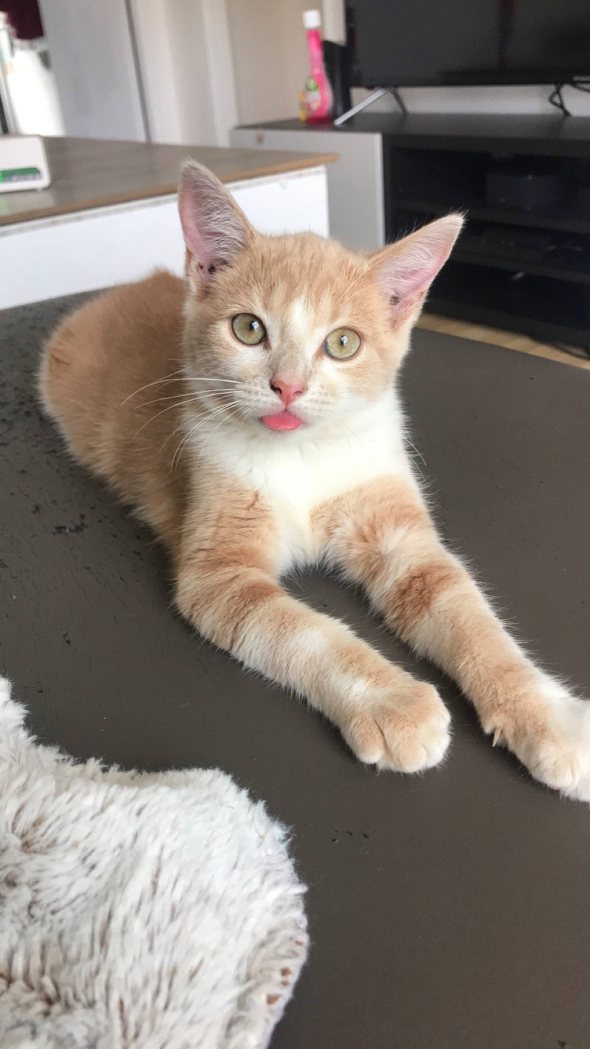 Naya a rejoint le concours — aidez-le/la à gagner de superbes lots ! aegean_cat, american_wirehair, arabian_mau, asian, australian_mist, carnivore, cat, domestic_short_haired_cat, european_shorthair, fawn, felidae, german_rex, kitten, mammal, paw, polydactyl_cat, small_to_medium_sized_cats, tabby_cat, vertebrate, whiskers