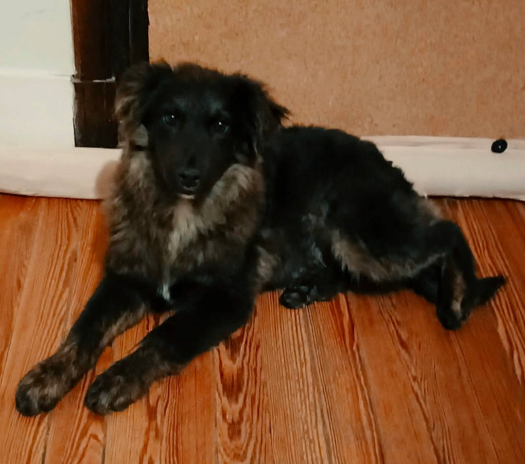 Tim a rejoint le concours — aidez-le/la à gagner de superbes lots ! borador, carnivore, companion_dog, dog, dog_breed, flooring, fur, hardwood, laminate_flooring, plank, sporting_group, tail, varnish, wood, wood_flooring, wood_stain, working_dog