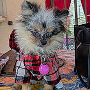 Alba participe au concours pour gagner de l'argent avec cette photo : dog, puppy, blue_eyes, fluffy, plaid_jacket, indoor, mosaic_table, curious, pet, small_dog, fur, collar, pink_tag, table, window, bag, colorful, cozy, cute, animal
