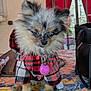 dog, puppy, blue_eyes, fluffy, plaid_jacket, indoor, mosaic_table, curious, pet, small_dog, fur, collar, pink_tag, table, window, bag, colorful, cozy, cute, animal