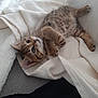 kitten, cat, tabby, blanket, cozy, soft, fur, cute, pet, animal, resting, indoors, paw, sleepy, young, small, comfort, feline, texture, relaxing