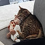 Ruby a rejoint le concours — aidez-le/la à gagner de superbes lots ! kitten, tabby, cat, plush_toy, giraffe_toy, couch, cozy, indoor, blanket, fur, pet, snuggling, cute, side_view, soft_toy, furniture, animal, young, resting, home