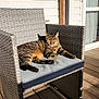 Kempo participe au concours pour gagner de l'argent avec cette photo : animal, cat, chair, cushion, daylight, door, feline, home, house, outdoor, patio, pet, relaxing, resting, shadow, sunlight, tabby_cat, window, wooden_deck, woven_chair
