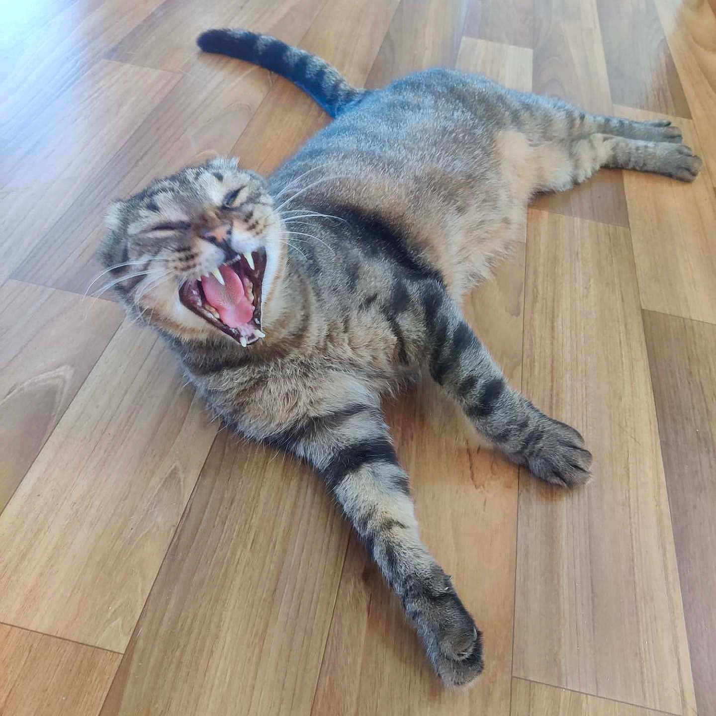 Kempo participe au concours pour gagner de l'argent avec cette photo : animal, cat, cute, domestic_cat, feline, fur, indoor, lying_down, paw, pet, relaxed, stretching, striped, tabby, tail, teeth, tongue, whiskers, wooden_floor, yawning